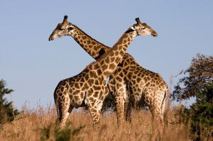 Giraffe_Ithala_KZN_South_Africa_Luca_Galuzzi_2004